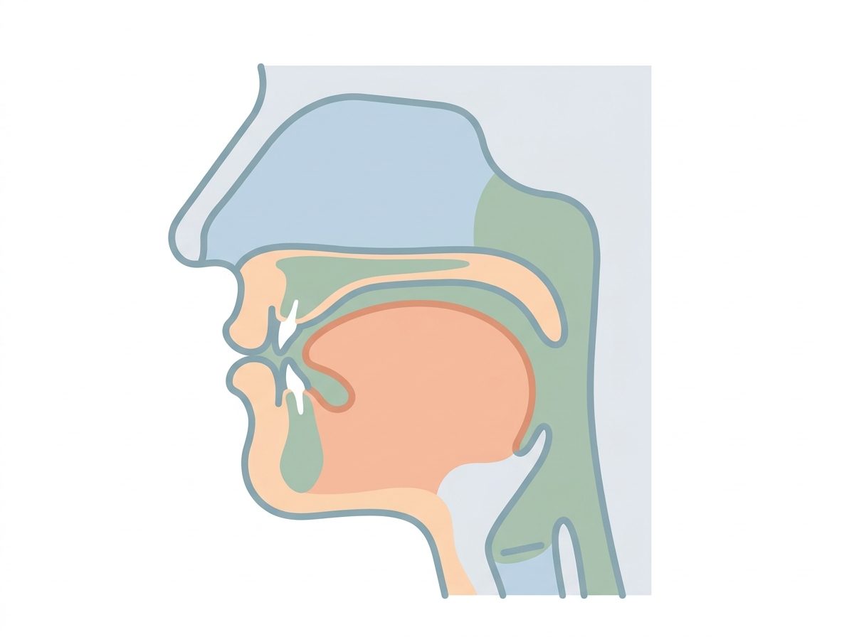 Ilustración del corte lateral de la boca con la lengua apoyada contra el paladar, la postura correcta del mewing